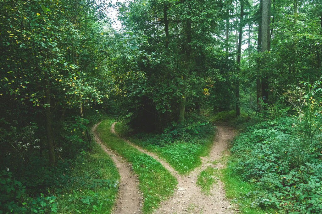 Weg im Wald teilt sich in zwei Wege